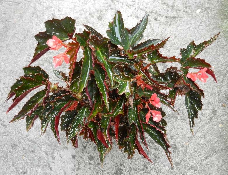 B. ‘Vernona’